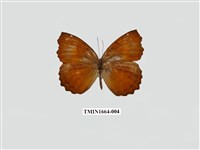 藏品(波蛺蝶)的圖片